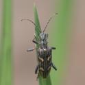 Rhagium bifasciatum (Two-banded Longhorn Beetle).jpg